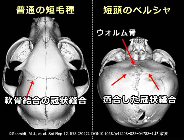 ピークフェイスのペルシャ猫で見られる冠状縫合の早期癒合と頭蓋内の異常圧力を示唆するウォルム骨