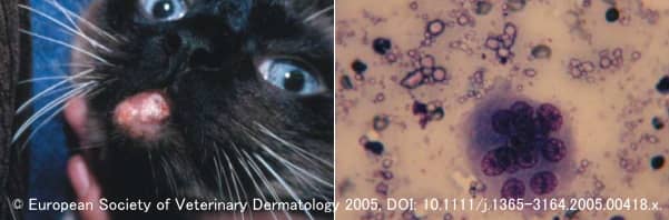 猫の石灰沈着症の診断では表徴のほか持病の有無が確かめられる