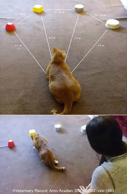 猫の視覚空間的作業記憶(VSWM)と問題解決能力(PS)をいちどに把握する実験