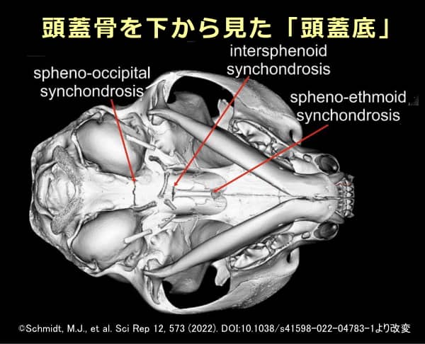 猫の頭蓋骨を下面から見た「頭蓋底」の図