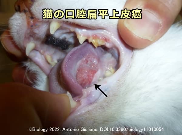 口腔内（舌下）に発症した猫の扁平上皮癌