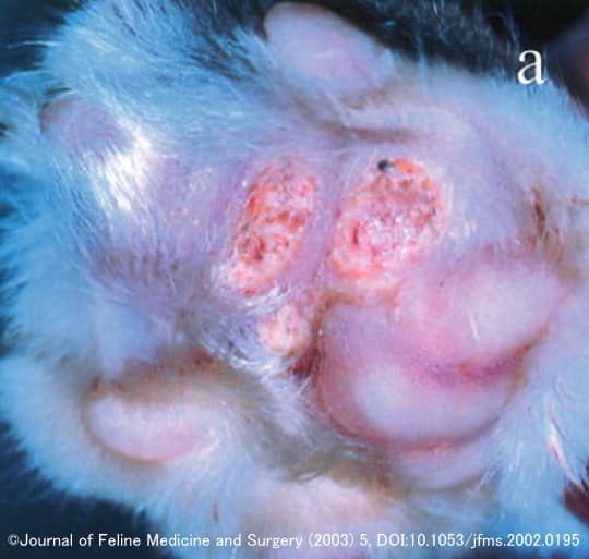 猫の肉球表面に発症した石灰沈着症