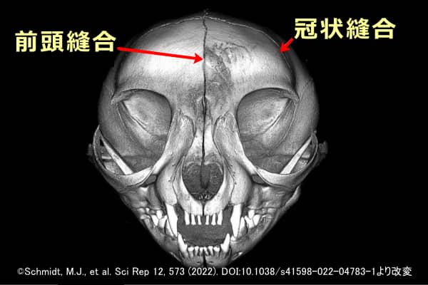 猫の頭蓋骨のCTスキャン画像～前方から見た図