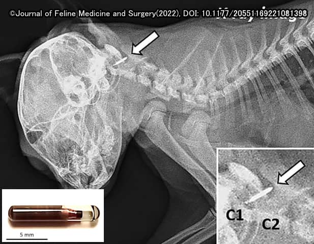 猫の脊柱管内に迷入したマイクロチップのエックス線画像