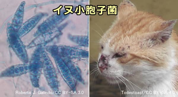 イヌ小胞子菌の顕微鏡写真と感染した猫