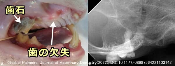 猫の上顎臼歯の欠失