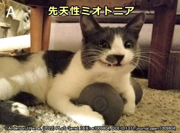 猫の先天性ミオトニーに特徴的な「笑顔」（顔面筋硬直）