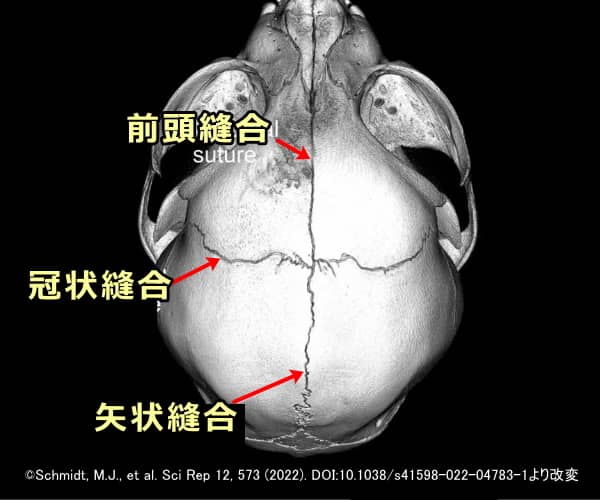猫の頭蓋骨のCTスキャン画像～上方（頭頂）から見た図