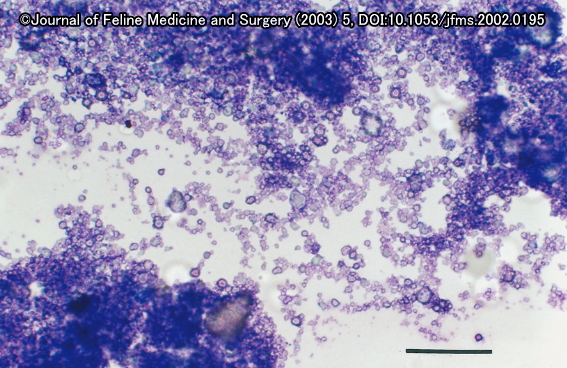 石灰沈着症を発症した猫の肉球から採取した組織顕微鏡画像