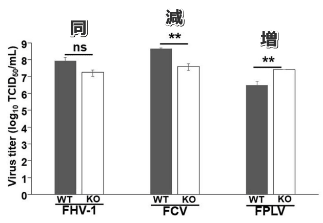 ノックアウトしたCRFK内における各種病原性ウイルスの増殖能変化グラフ