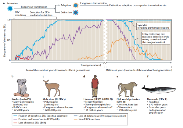 内在性レトロウイルスと宿主