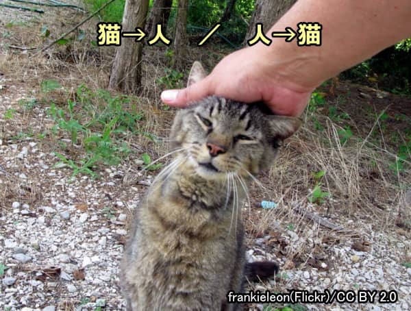 多剤耐性菌は猫から人、人から猫という双方向性を持って移行する