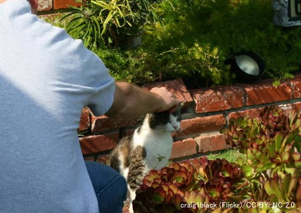 放し飼いが病原菌を外猫だけでなく人間にも広める