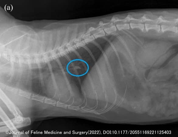 脱落歯が気管支に迷入した猫の胸部エックス線画像