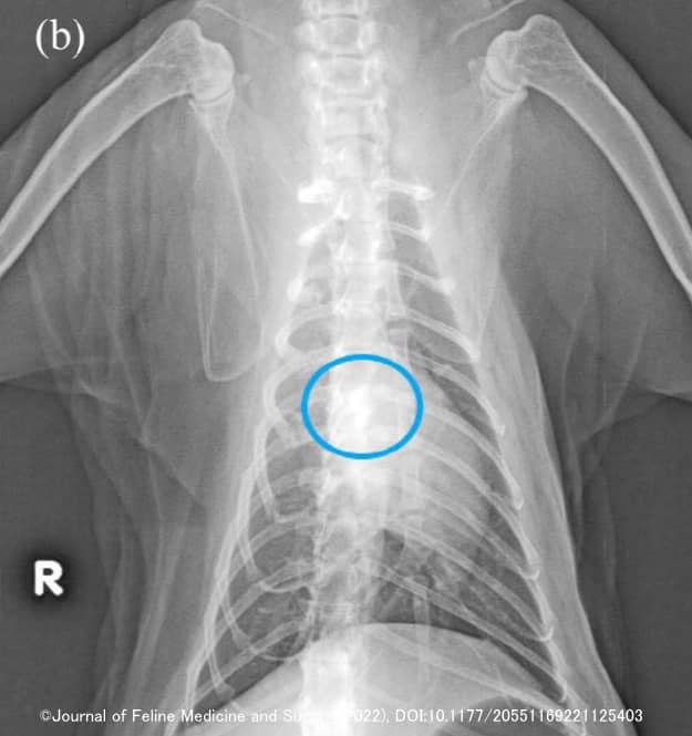 脱落歯が竜骨付近に迷入した猫の胸部エックス線画像