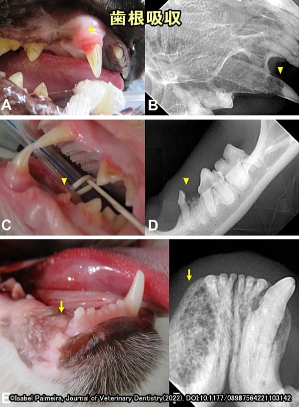 猫の歯根吸収病変