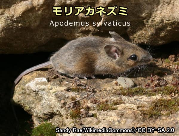モリアカネズミ（Apodemus sylvaticus）