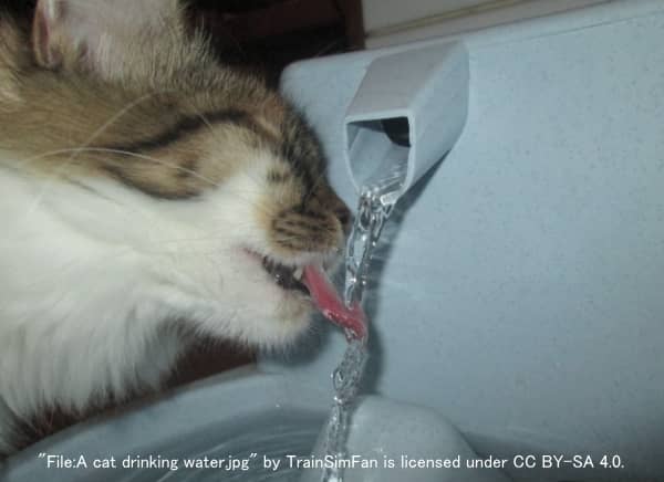 水道の蛇口から直接水を飲む猫