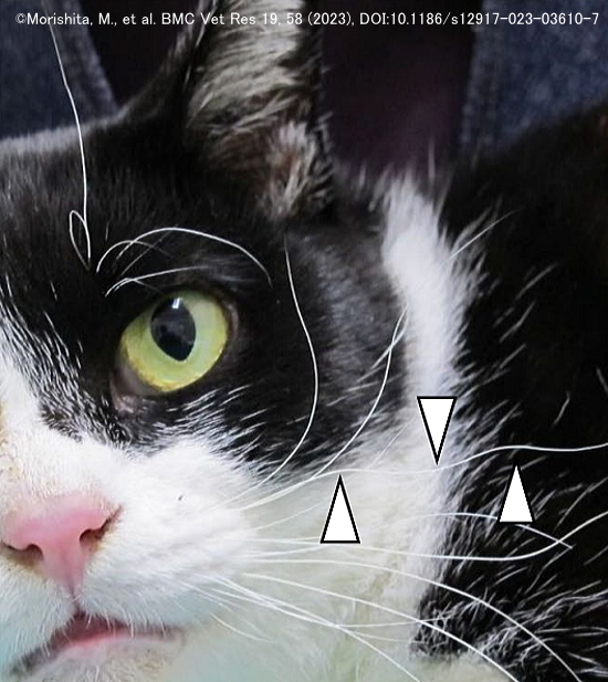 猫白血病(FeLV)陽性猫において高確率で見られる波打ちヒゲ