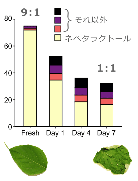 乾燥前後におけるマタタビ葉内部のイリドイズ構成比率変化