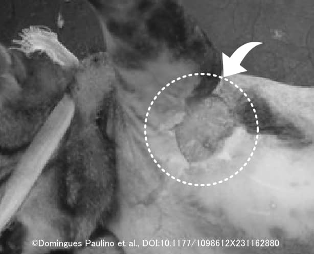 猫の腋窩に発症した絞扼外傷