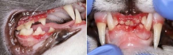子猫の口内に発症した若年性歯肉炎