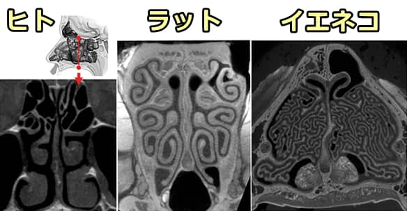 ヒト、ラット、イエネコの鼻腔縦断面比較画像