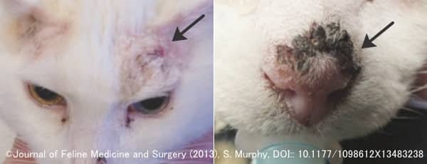 猫の頭部と鼻鏡に発生した皮膚扁平上皮腫