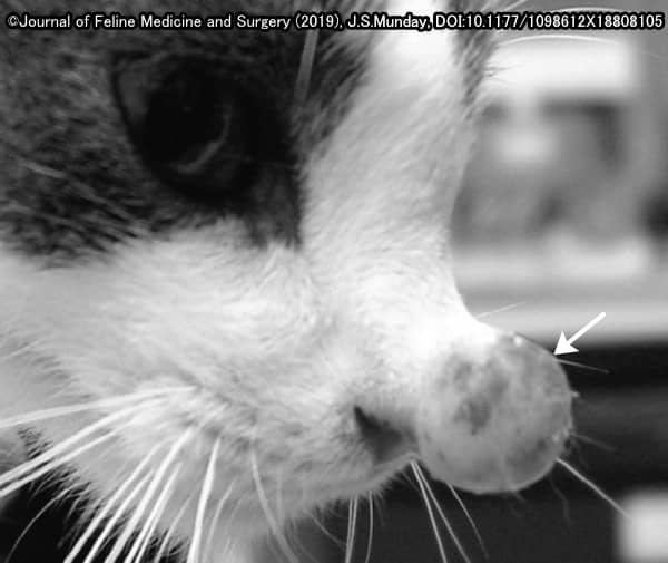 猫の鼻先でコブ状に盛り上がった線維乳頭腫（サルコイド）