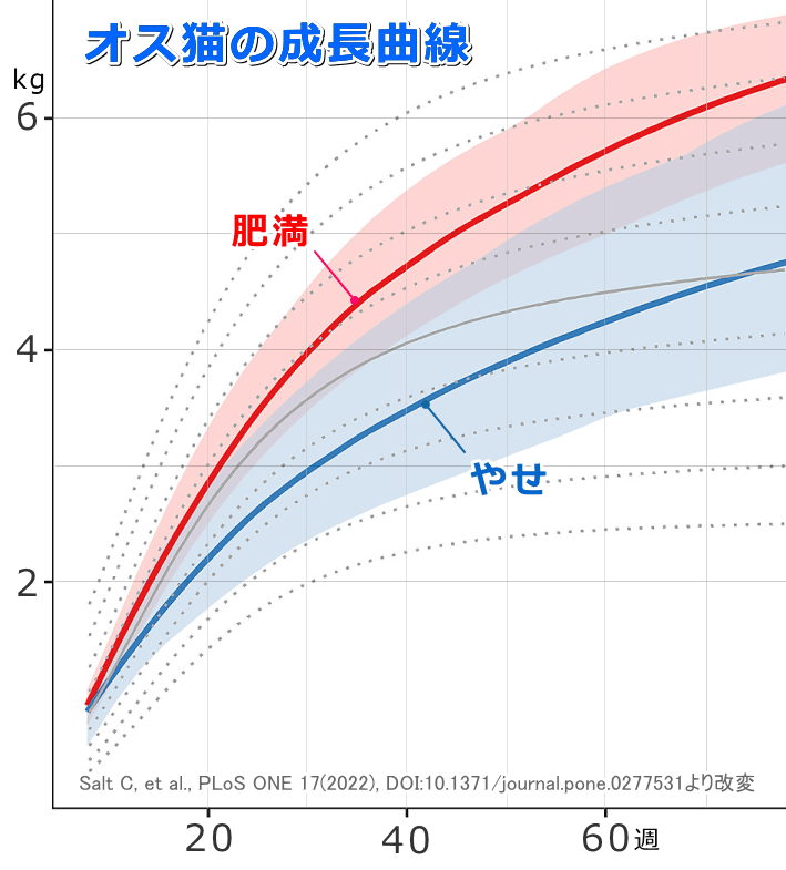 肥満およびやせ体型の未去勢オス猫における成長曲線