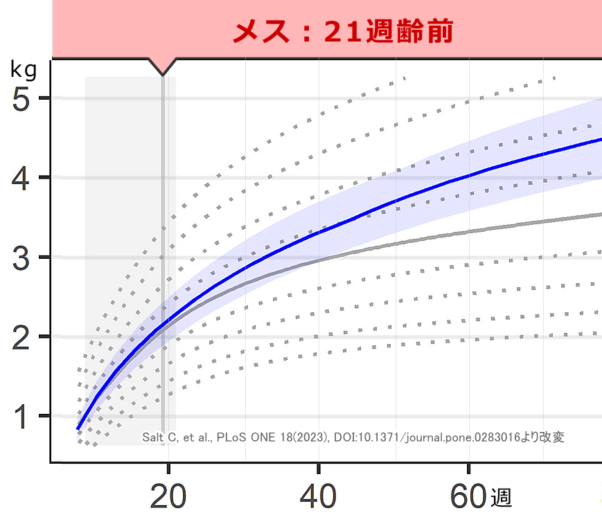 メス子猫の標準成長曲線（避妊21週齢前）