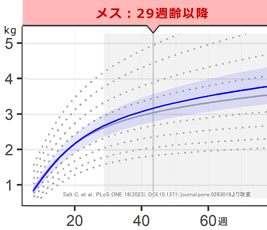 メス子猫の標準成長曲線(避妊29週齢以降)