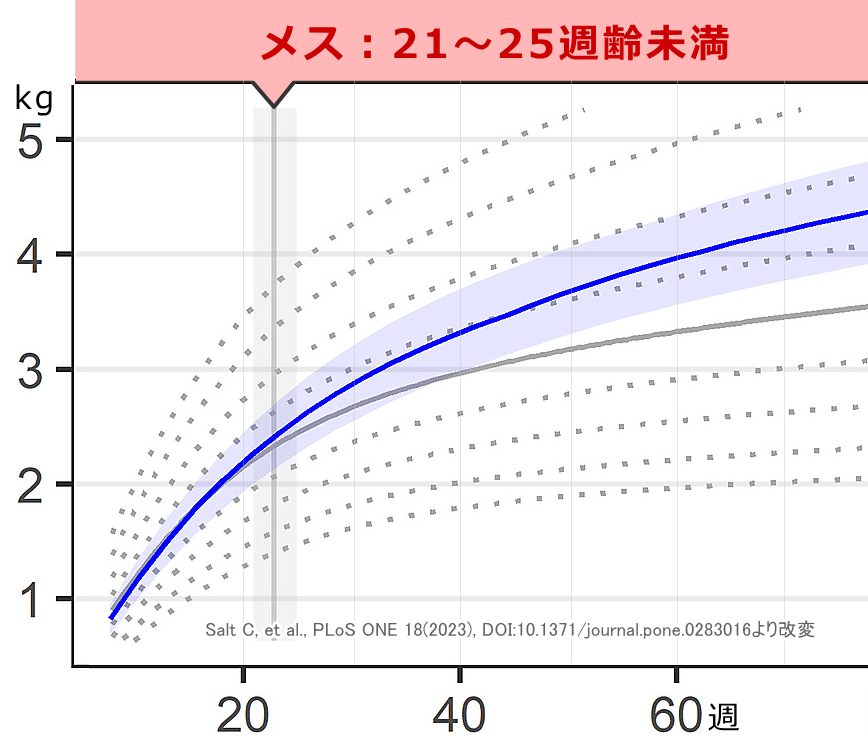 メス子猫の標準成長曲線(避妊21~25週齢未満)