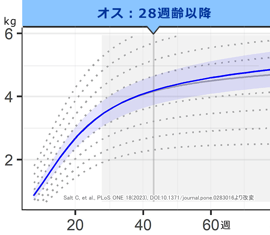 オス子猫の標準成長曲線（去勢28週齢以降）