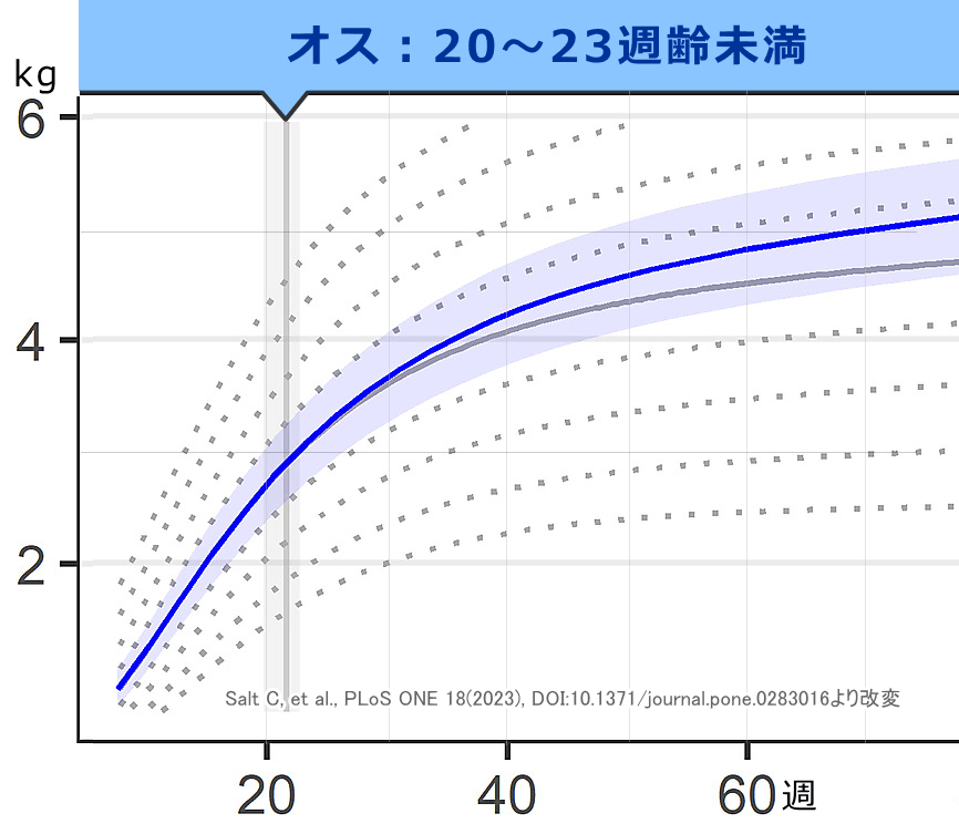 オス子猫の標準成長曲線（去勢20～23週齢未満）