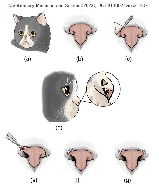 猫のBOASに対する鼻孔形成術の術式模式図
