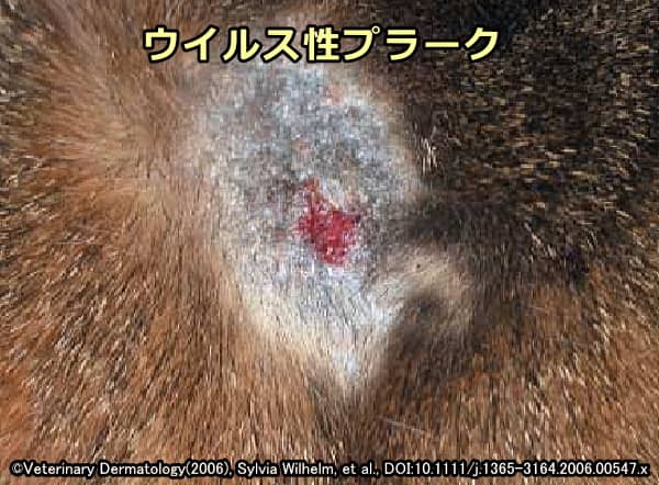 ウイルス性プラークと診断された猫の色素性病変部（頭部）
