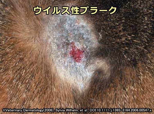 ウイルス性プラークと診断された猫の色素性病変部(頭部)