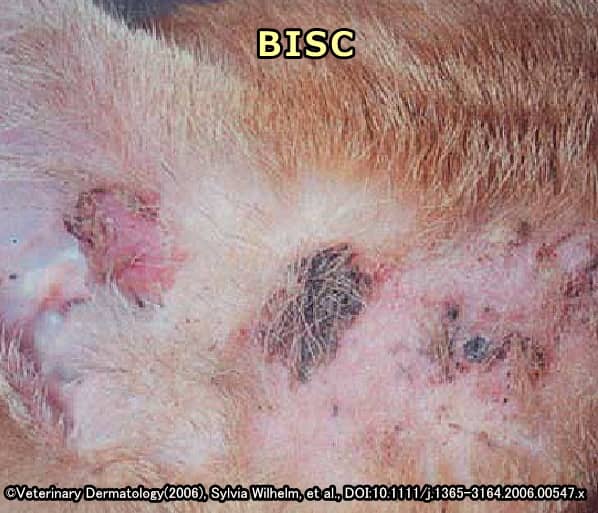 BISC（ボーエン様表皮内がん）と診断された猫の色素性病変部（耳介部）