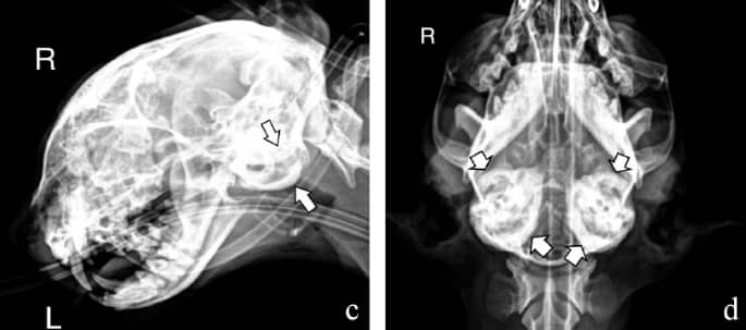 中内耳炎を発症した猫における鼓室胞の両側性骨性肥厚
