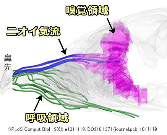 猫の鼻腔内において明白に分離した2つの吸気領域