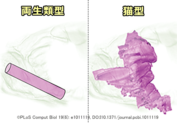 両生類（パイプ型）と哺乳類（平行多層型）における鼻腔内気道流入路の構造的な違い