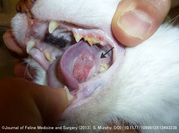 老猫（13歳）の舌下に発生した口腔扁平上皮腫