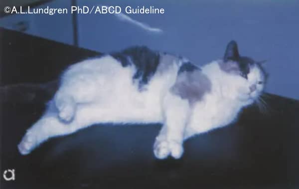 よろよろ病(Staggering Disease)を発症した猫の典型的な症状