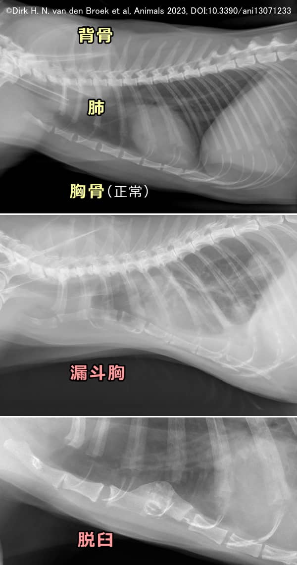 猫の正常胸骨と異常胸骨のエックス線比較画像