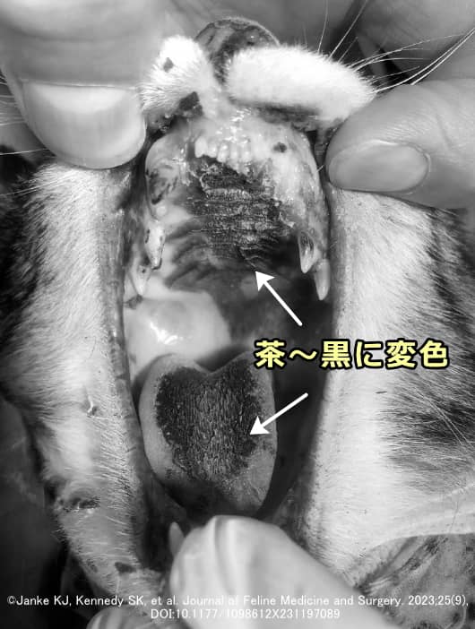 中内耳炎に対する腹側鼓室胞骨切り術を受けた猫におけるベロの変色