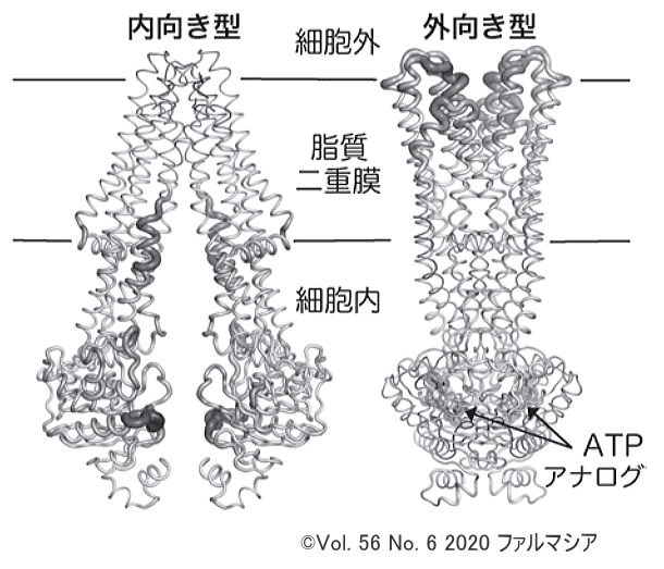 MDR1の分子構造模式図