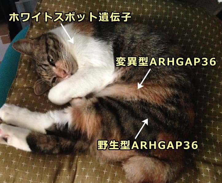 ARHGAP36遺伝子の変異と三毛(サビ)猫のオレンジ色発現メカニズム