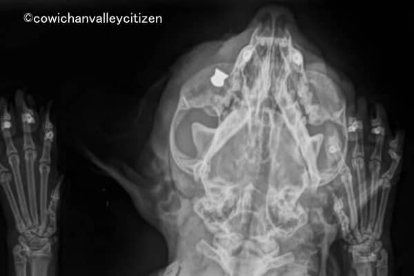 カナダにおけるエアガンを用いた猫虐待事件