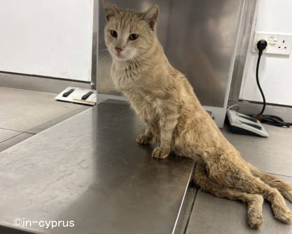 キプロスにおけるエアガンを用いた猫虐待事件